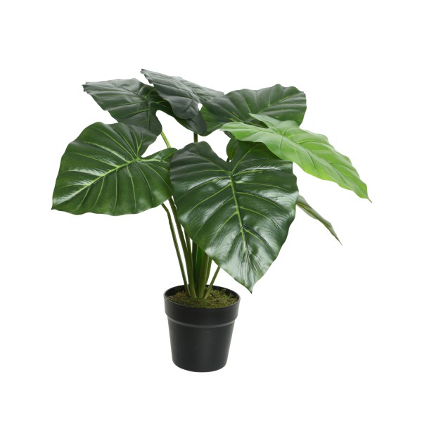 Taro Pflanze im Topf - Kunstpflanze - H: 52cm - grün